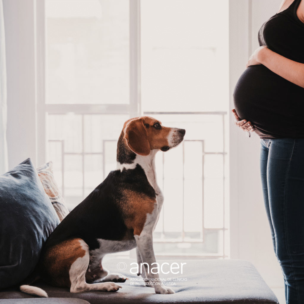 Cómo saben los perros si estás embarazada